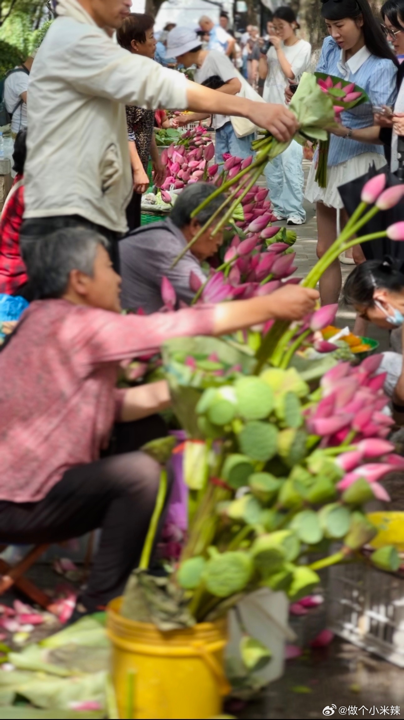 荷花市场10分钟抢购一空，出摊即火背后的秘密