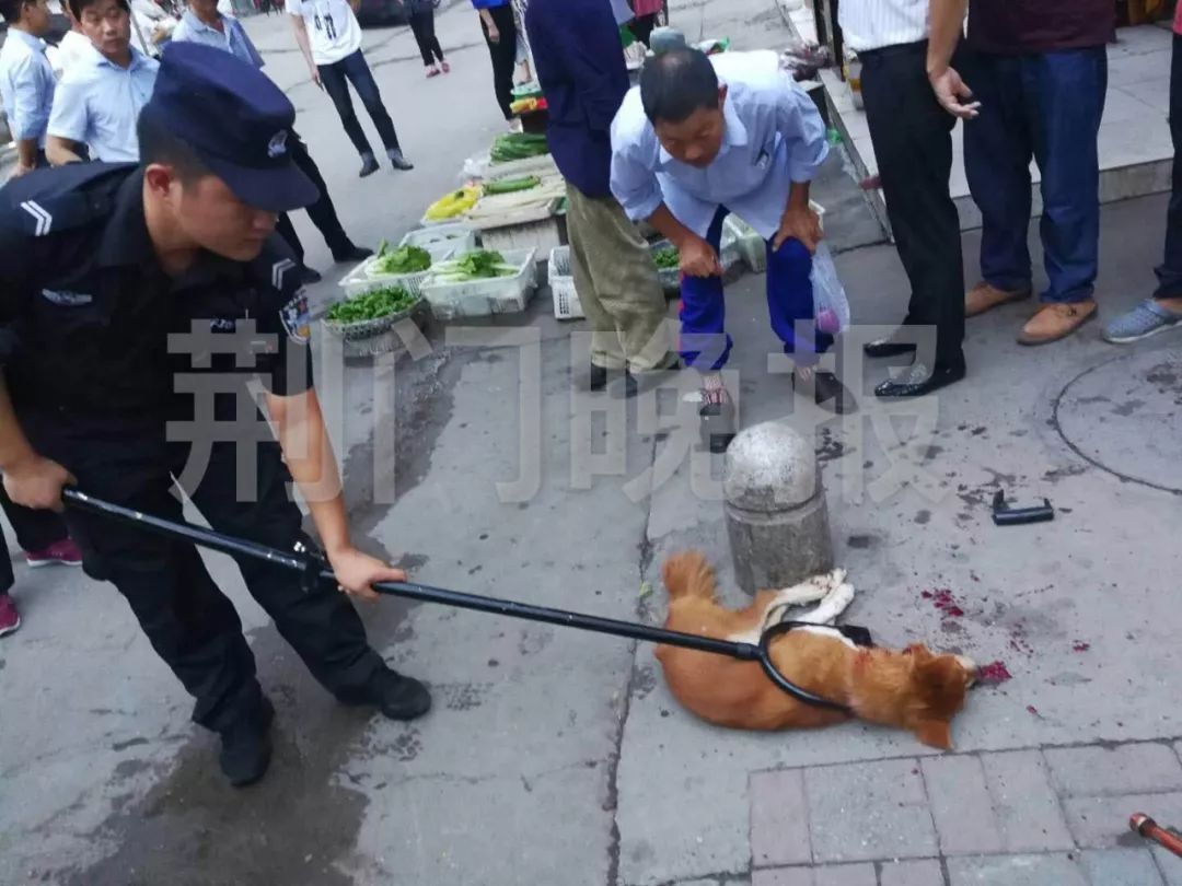 湖北一狗扑咬多人事件，当地正紧锣密鼓搜捕