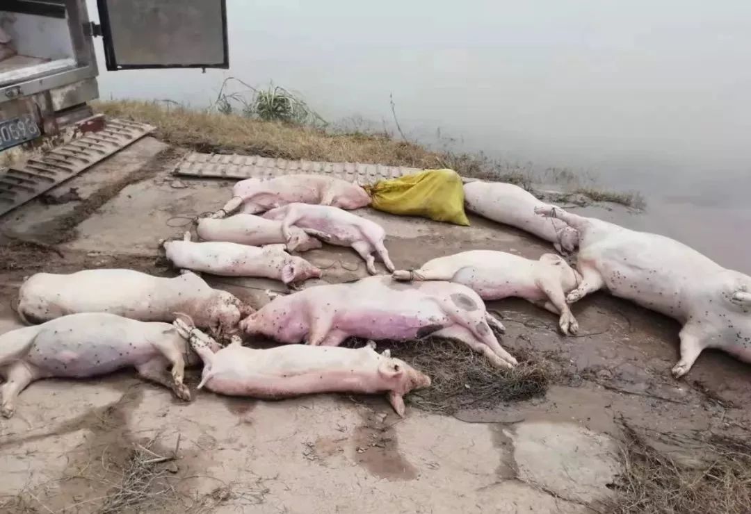 天府新区东风渠的漂浮事件,死猪与假人模特的背后 天府新区东风渠的漂浮事件,死猪与假人模特的背后
